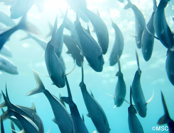 持続可能な水産物への取り組み