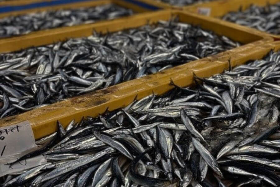 さんまの買付の様子