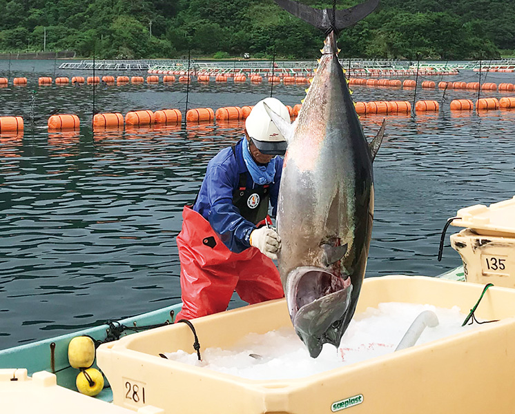 完全養殖本まぐろ